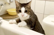お風呂に来た猫