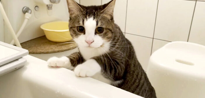 お風呂に来た猫