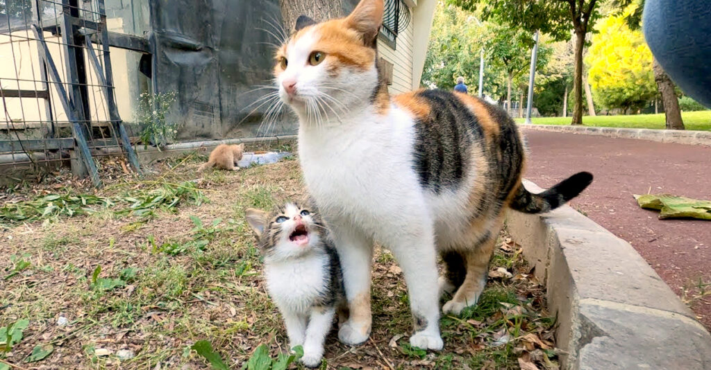 お母さんにミルクをおねだりする子猫。頑張って猛アピールするも、なかなか思い通りにいかない様子が妙に可愛かった | エウレカ！