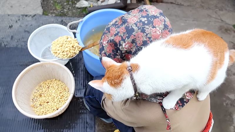 味噌作りを見守る猫