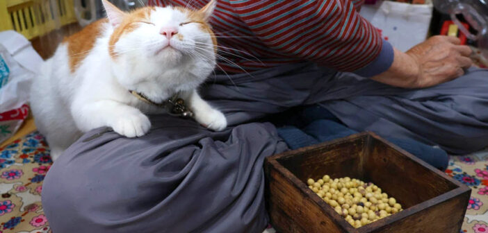 味噌作りを見守る猫