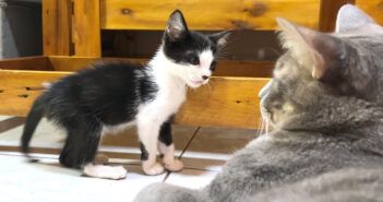 先住猫と子猫