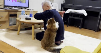 おじいちゃんに甘える猫