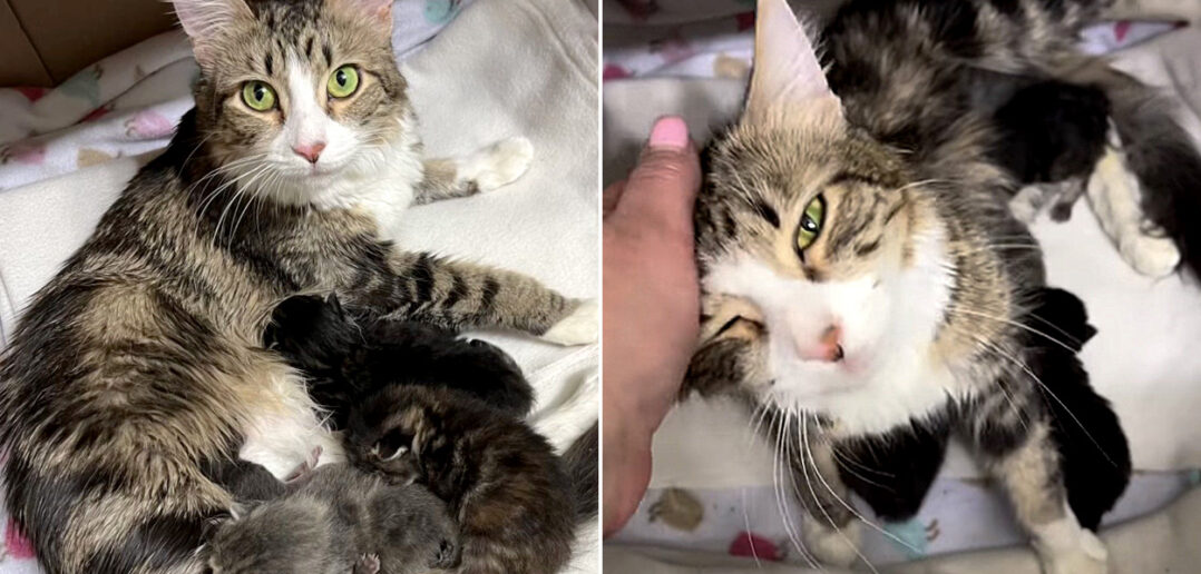 保健所で「非常に野生的」と言われた母猫。優しい女性が子猫達に安全な家を開放すると、母猫の荒れていた心が一変する! | エウレカ!