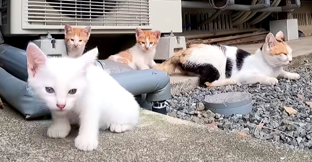 yakusoku_cat_title-1024x534.jpg