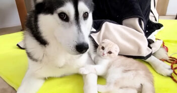 仲良くなった子猫とハスキー犬