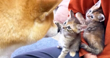 子猫達と柴犬の2回目の対面