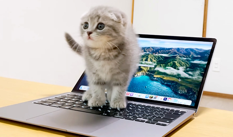 パソコンに乗る子猫
