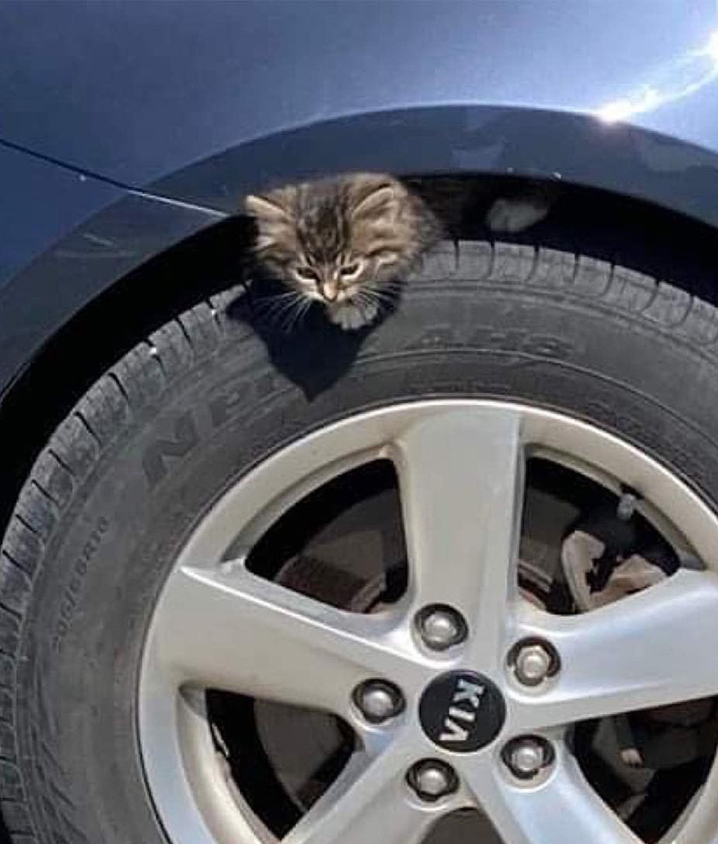車にしがみつく子猫