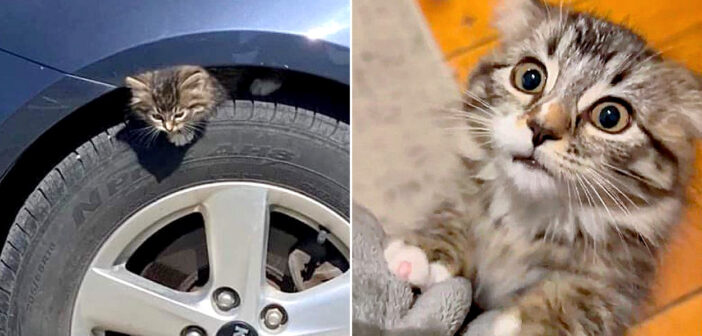 車にしがみついていた猫