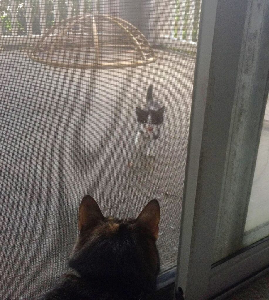 家の外に現れた子猫