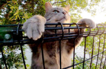 フェンスをよじ登る猫