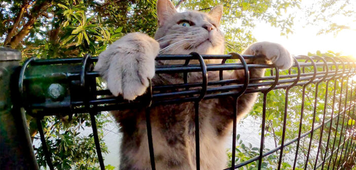 フェンスをよじ登る猫