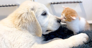 子犬と友達になった子猫