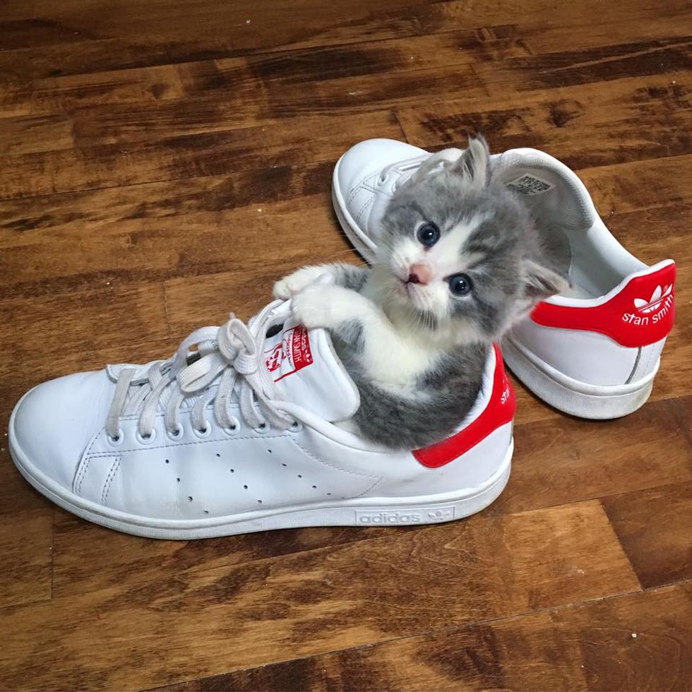 靴に入る子猫