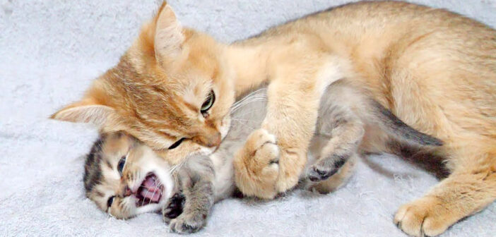 子猫をハグする母猫