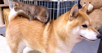 犬乗り子猫