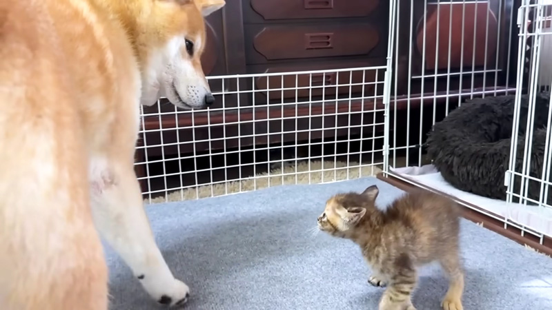 子猫と柴犬の初対面