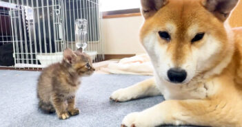 子猫と柴犬の初対面