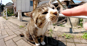 一列に並ぶ猫達