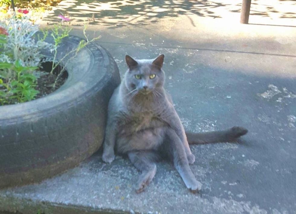 庭に座る猫