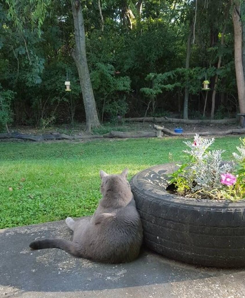 庭を眺める猫