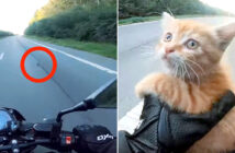 道路で保護された子猫