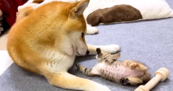 仲良くなっていく柴犬と子猫