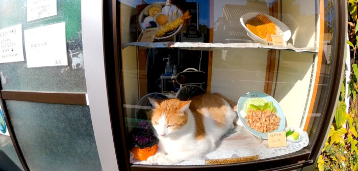 蕎麦屋さんの猫