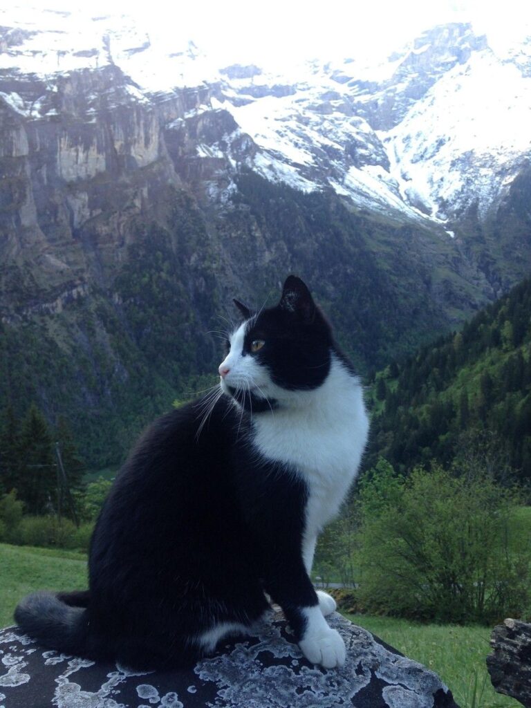 山で出会った猫