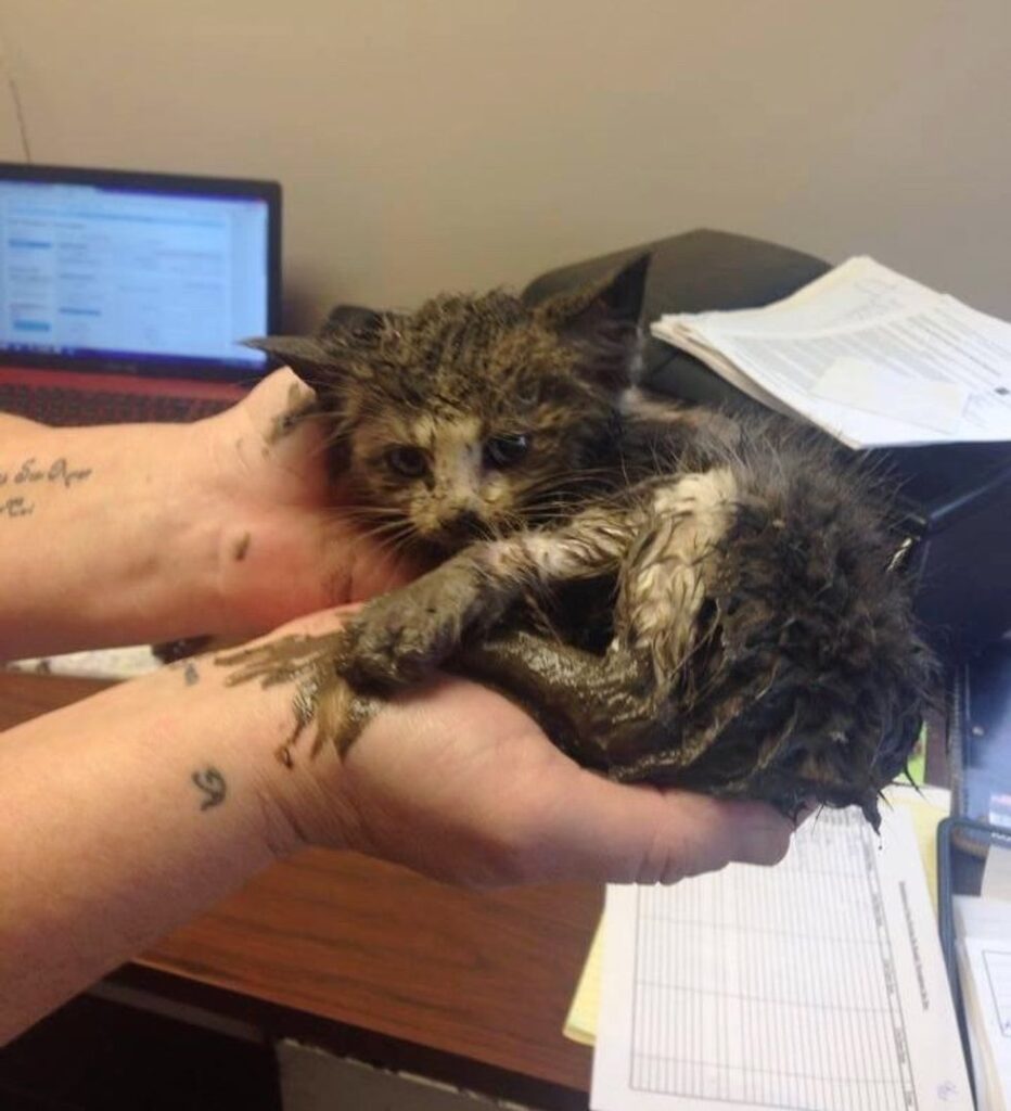 泥の中から助け出された子猫