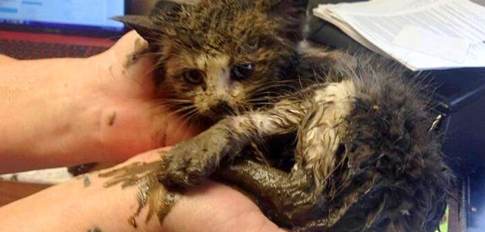泥の中から助け出された子猫