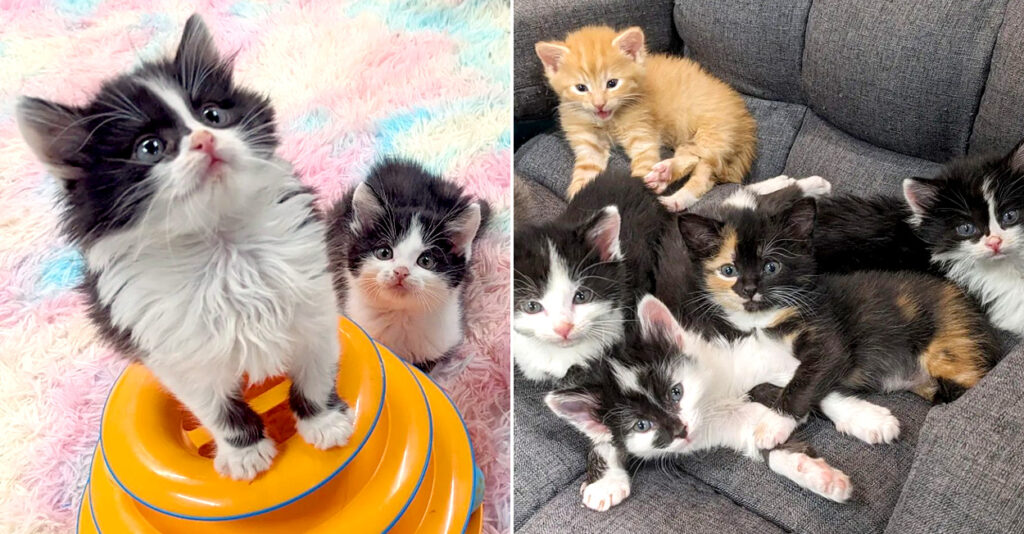 新たな人生をスタートさせるために、安全な家にやって来た5匹の子猫達