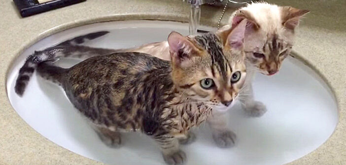 お風呂に入る子猫達