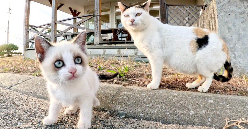 猫ママ genkikittens_cat_title-