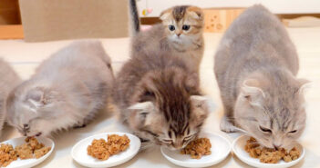 ご飯の時間に遅れた子猫