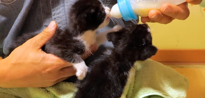 哺乳瓶でミルクを飲む子猫