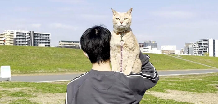 お兄ちゃんの肩の上の猫