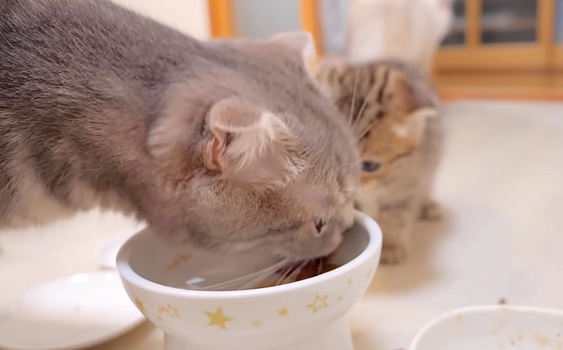 母猫にご飯を食べられた子猫