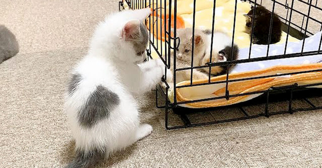 赤ちゃん猫達と子猫達が初対面♪ お互いのことが気になるようで 赤ちゃん猫達と子猫達が初対面♪ お互いのことが気になるようで
