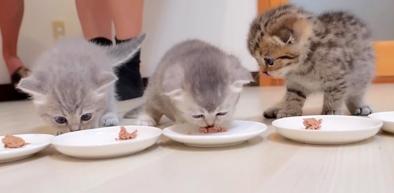 初めて離乳食を食べる子猫