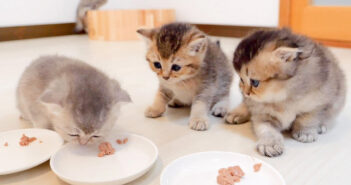 初めて離乳食を食べる子猫