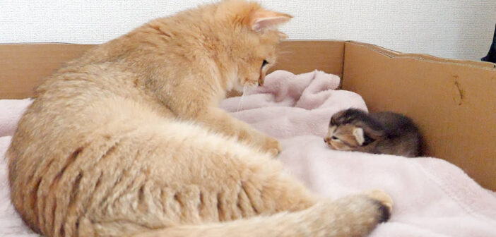 子猫を見つめる母猫