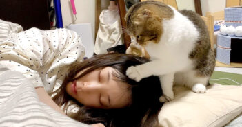 お母さんを起こす猫