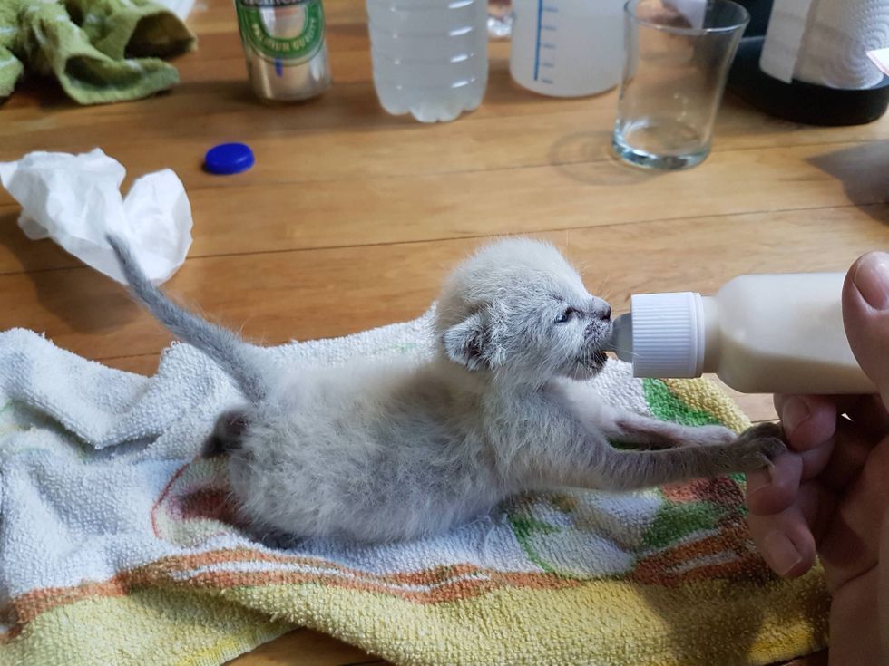 ミルクを飲む子猫