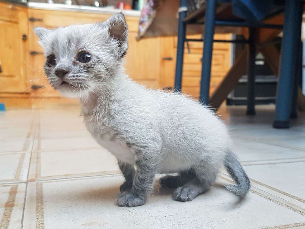 成長した子猫