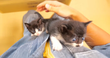 保護主さんによじ登る子猫達