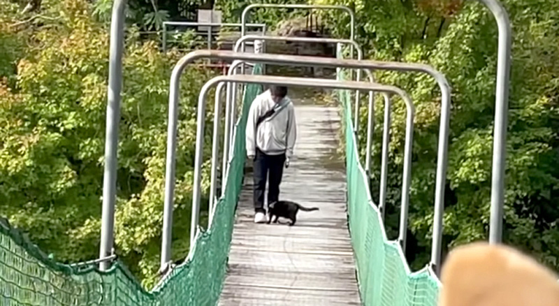 吊り橋で突然スリスリする猫