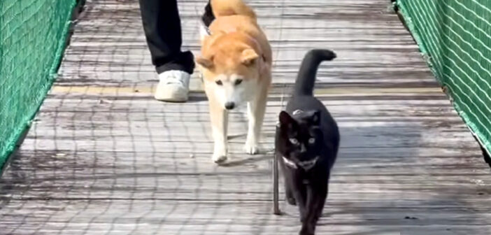 吊り橋を散歩する猫