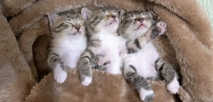 眠る子猫達